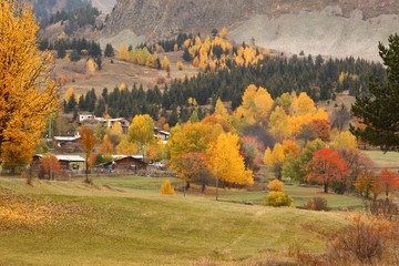 Autumn forest nature. Vivid morning in colorful forest with sun rays through branches of trees.savsat/artvin/TURKEY