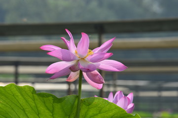 Blooming lotus flowers in the park