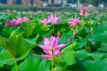 Blooming lotus flowers in the park