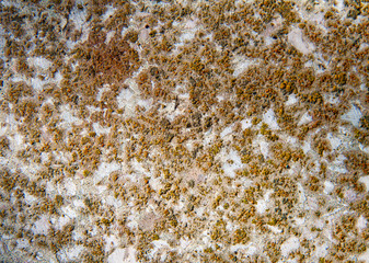 Cement or concrete texture 