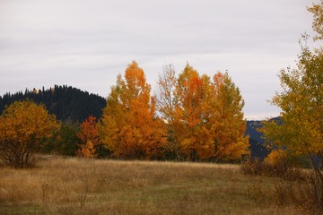 Fototapeta premium Autumn forest nature. Vivid morning in colorful forest with sun rays through branches of trees.savsat/artvin/TURKEY