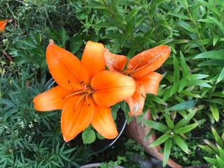 flower, nature, bloom, leaves