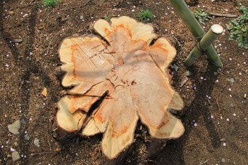 新しい切り株(静岡県)