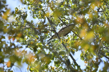 Grey herons nest tree