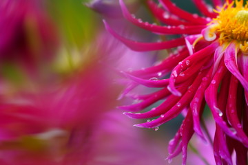 Obraz premium ダリア