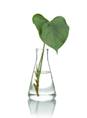 Fototapeta na wymiar Flask with exotic plant isolated on white. Organic chemistry