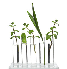 Fototapeta na wymiar Rack with plants in test tubes isolated on white. Organic chemistry