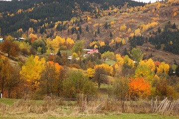 Autumn forest nature. Vivid morning in colorful forest with sun rays through branches of trees.savsat/artvin/TURKEY