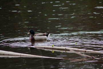 Ducks on the Lake