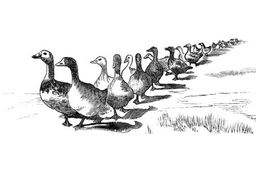 Ducks - Vintage Engraved Illustration, 1894 © Walter Cicchetti