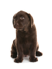 Chocolate Labrador Retriever puppy on white background