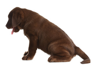 Chocolate Labrador Retriever puppy on white background