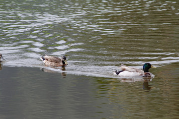 Ducks on the Lake
