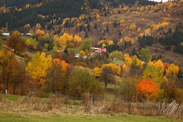 Autumn forest nature. Vivid morning in colorful forest with sun rays through branches of trees.savsat/artvin/TURKEY