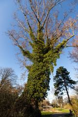 Beautiful big tree in blue sky taken from low angle