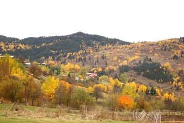 Autumn forest nature. Vivid morning in colorful forest with sun rays through branches of trees.savsat/artvin/TURKEY