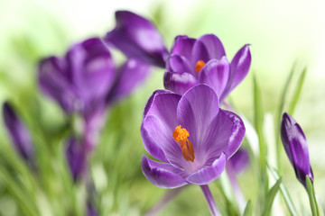 Fototapeta premium Beautiful spring crocus flowers on blurred background, space for text