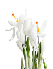 Fototapeta premium Beautiful spring crocus flowers on white background