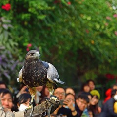 眼光鋭い大きな鷹＠バードショー