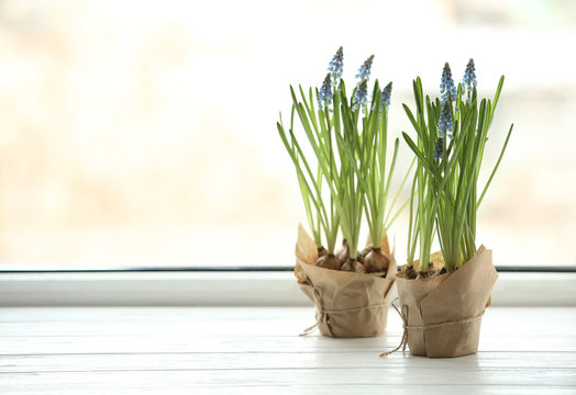 Beautiful spring muscari flowers in pots on window sill, space for text