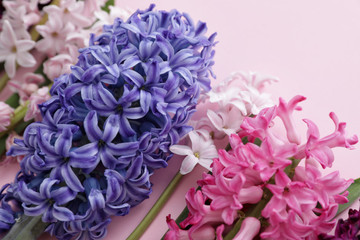 Obraz premium Beautiful spring hyacinth flowers on color background, closeup