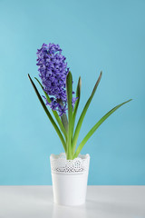 Beautiful hyacinth in pot on table against color background. Spring flower