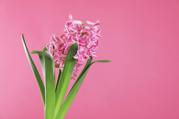 Beautiful hyacinth on color background, space for text. Spring flower