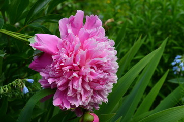 pink flower in the garden