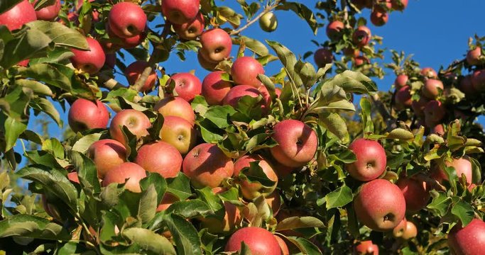 the orchard apple trees, France