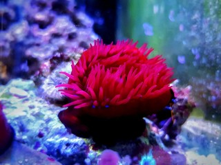 Fototapeta na wymiar Beadlet anemone - (Actinia equina)