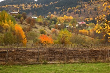 Autumn forest nature. Vivid morning in colorful forest with sun rays through branches of trees. Scenery of nature with sunlight.savsat/artvin/turkey