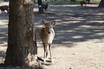奈良公園のシカ
