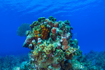 A head of coral that has taken thousands of years to form stands proudly off the reef in the Caribbean Sea. This picture was taken on Grand Cayman where the tropical ocean is home to a vast ecosystem