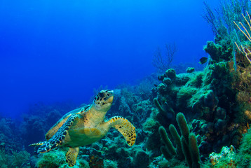A hawksbill turtle casually hanging out on a tropical reef in the Caribbean Sea. This cool little creature is part of a complex ecosystem that thrives on this pristine reef in the perfectly warm water