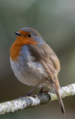 Fototapeta premium European robin (Erithacus rubecula)
