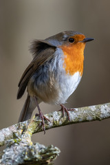 European robin (Erithacus rubecula)