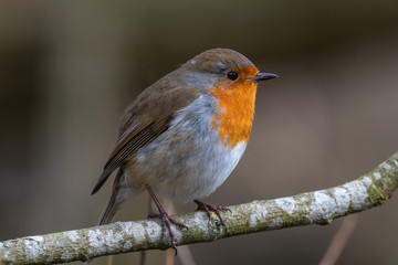 European robin (Erithacus rubecula)