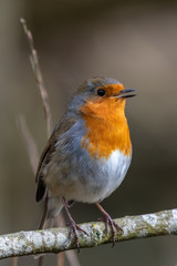 European robin (Erithacus rubecula)