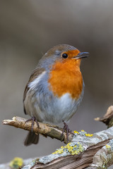 European robin (Erithacus rubecula)