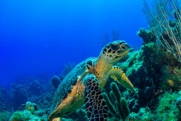 Fototapeta na wymiar A hawksbill turtle casually hanging out on a tropical reef in the Caribbean Sea. This cool little creature is part of a complex ecosystem that thrives on this pristine reef in the perfectly warm water