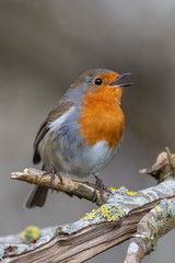 European robin (Erithacus rubecula)