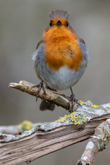 European robin (Erithacus rubecula)