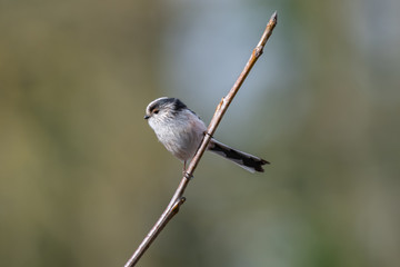 Long-tailed tit (Aegithalos caudatus)