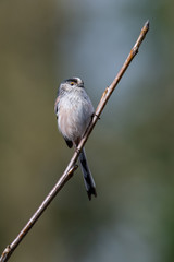 Long-tailed tit (Aegithalos caudatus)