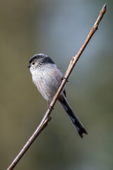 Long-tailed tit (Aegithalos caudatus)