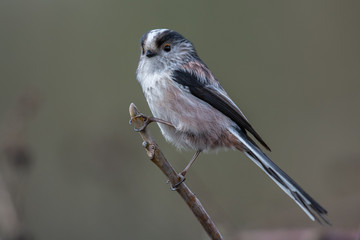 Long-tailed tit (Aegithalos caudatus)