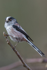 Long-tailed tit (Aegithalos caudatus)