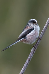 Long-tailed tit (Aegithalos caudatus)