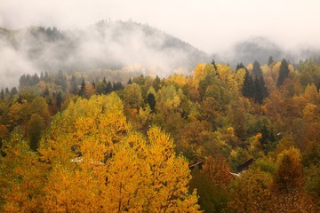 Autumn forest nature. Vivid morning in colorful forest with sun rays through branches of trees. Scenery of nature with sunlight.savsat/artvin/turkey