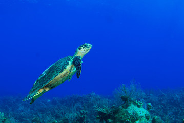 Obraz na płótnie Canvas A hawksbill turtle casually hanging out on a tropical reef in the Caribbean Sea. This cool little creature is part of a complex ecosystem that thrives on this pristine reef in the perfectly warm water